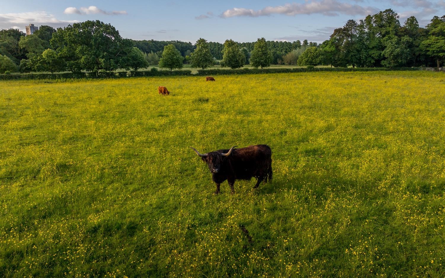a group of highland cows in a field of yellow wildflowers